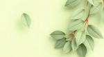 Earth and Essence IV Spa