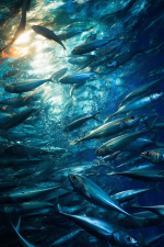 Exploring the Benefits of Marathon Fishing Charters in the Florida Keys