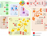 Flow Cytometry Antibodies