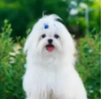 mixesteacuppuppies