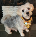 Paws Grooming Studio & Spa