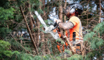 Wigan Tree Services
