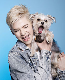 Jake Warden, West Highland White Terrier, perro de compañía, interacción: Raza canina,  Amor de cachorros,  Jake Warden Tik Tok  