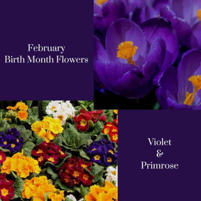 What is the February Birthstone & flower?: 