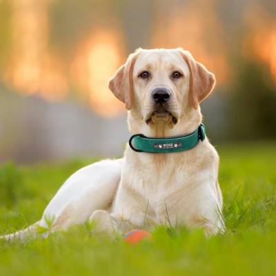 How to Use a Dog Claw Trimmer Without Stressing Your Pet: 