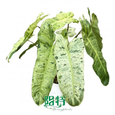 Step-by-Step Guide to In Vitro Propagation of Philodendron Species: 