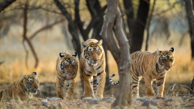 How to Plan a Ranthambore Tour From Jaipur this Winter?: 