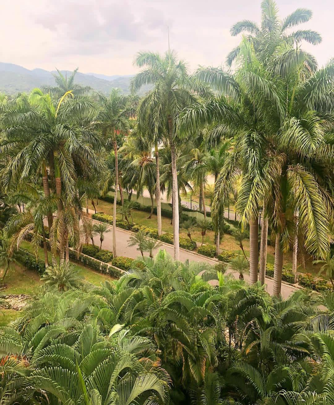 Palmera asiática, palmeras Amirah Dyme, Sebastián Cordero: Amirah Dyme  