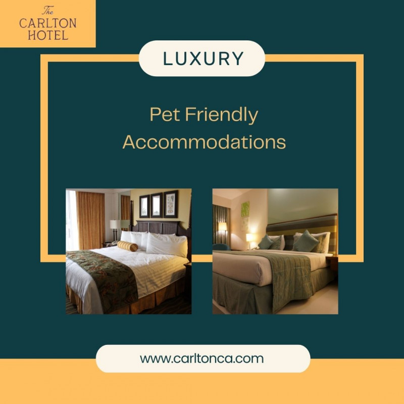 pet friendly accommodations